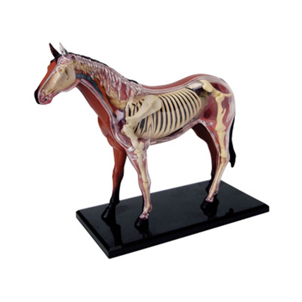 Animal Organ Anatomy Model 4D  - đánh giá và giá Science Toy