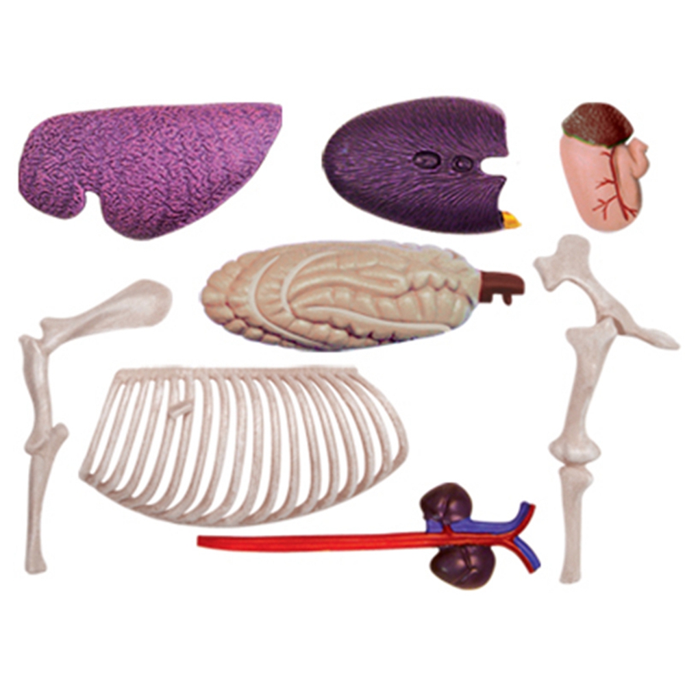 Animal Organ Anatomy Model 4D  - đánh giá và giá Science Toy
