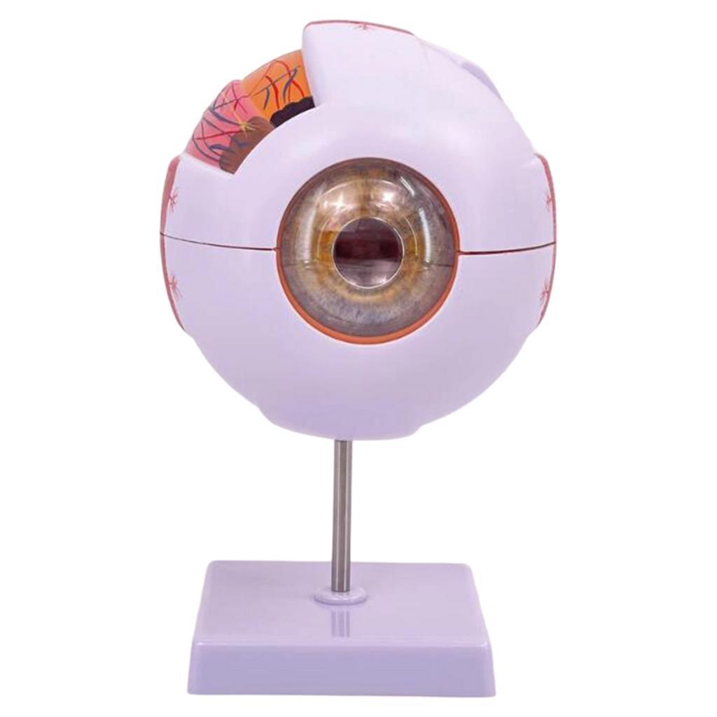 Human Eye Anatomical Model Enl - đánh giá và giá Science Exhibition Models