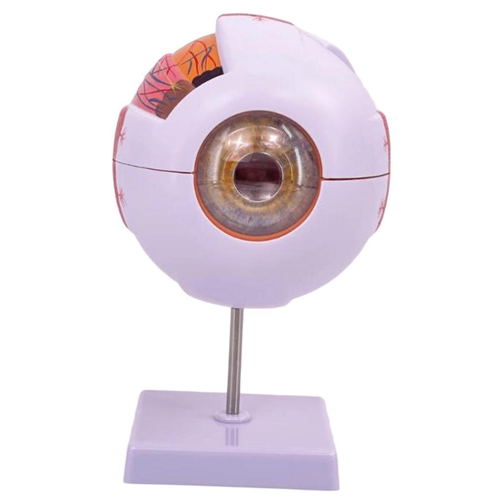 Human Eye Anatomical Model Enl - đánh giá và giá Science Exhibition Models