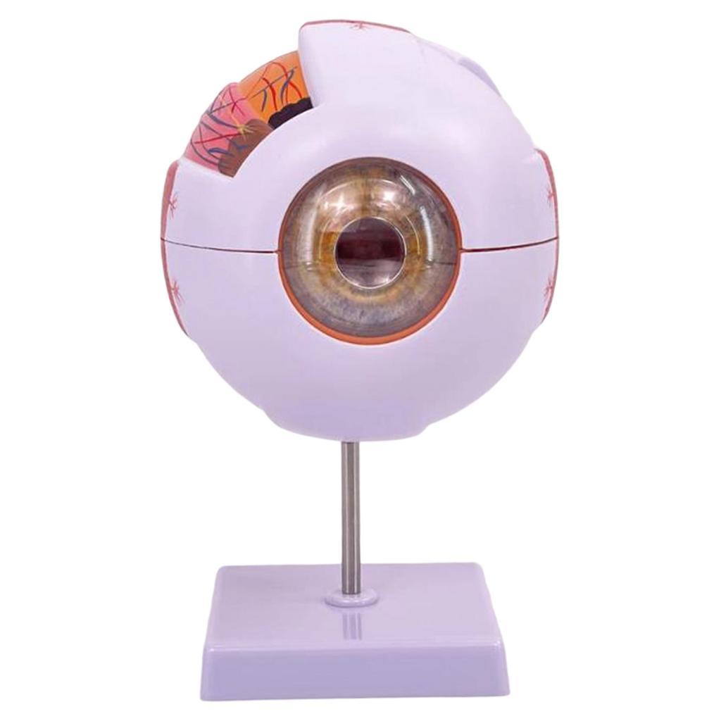 Human Eye Anatomical Model Enl - đánh giá và giá Science Exhibition Models