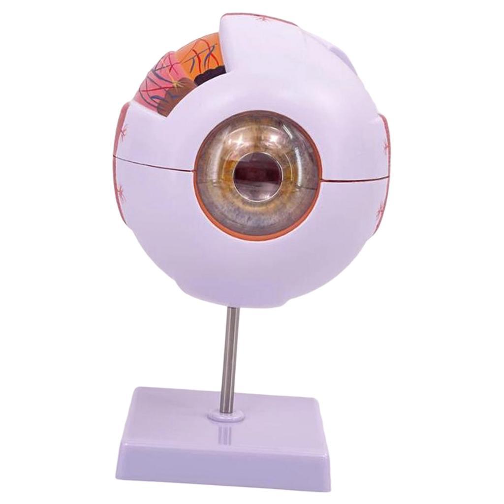 Human Eye Anatomical Model Enl - đánh giá và giá Science Exhibition Models